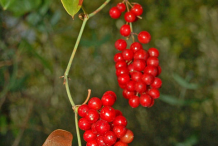 Fruit-of-Black-Bryony-plant