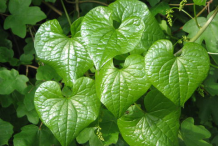 Leaves-of-Black-Bryony-plant