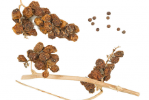 Seeds-and-fruits-of-Black-Bryony-plant