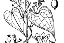 Sketch-of-Black-Bryony-plant