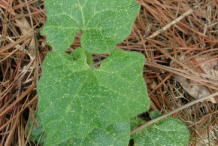 Small-Black-Bryony-plant