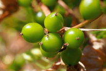 Unripe-Black-Bryony-fruit