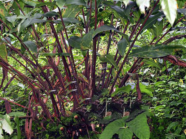 Black-Cardamom-plant