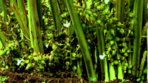Unripe-Black-Cardamom-on-the-plant