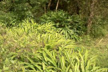 Black-Cardamom-Farming