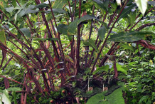 Black-Cardamom-plant