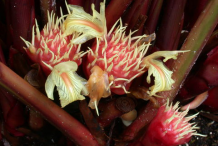 Flower-of-Black-Cardamom