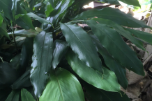 Leaves-of-Black-Cardamom