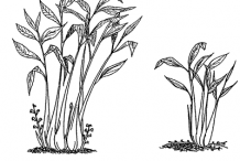 Sketch-of-Black-Cardamom-plant
