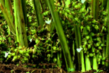 Unripe-Black-Cardamom-on-the-plant