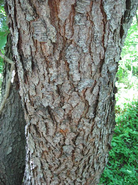 Bark-of-mature-tree