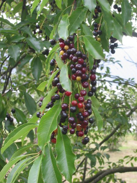 Immature-Fruits-of-Black-cherry