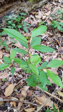 Small-Black-cherry-plant