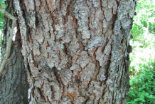Bark-of-mature-tree