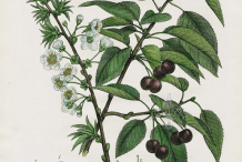 Black-cherry-plant-Illustration