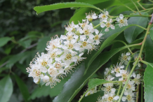 Flowers-of-Black-cherry