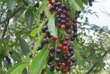 Immature-Fruits-of-Black-cherry