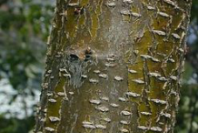 Immature-bark-of-Black-cherry