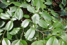 Leaves-of-Black-cherry