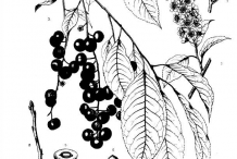 Sketch-of-black-Cherry