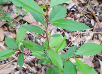 Small-Black-cherry-plant