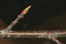 Winter-buds-of-Black-cherry-plant