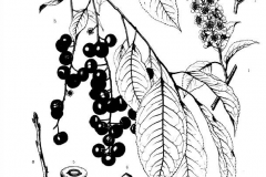 Sketch-of-black-Cherry