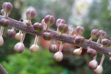 Black-cohosh-flower-bud