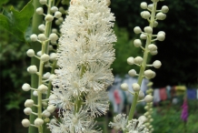 Black-cohosh-flower