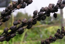 Black-cohosh-fruit