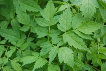 Black-cohosh-leaves