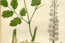 Black-cohosh-plant-illustration