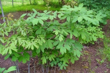 Black-cohosh-plant