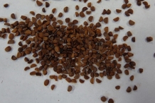 Black-cohosh-seeds