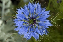 Black-cumin-close-up-flower