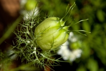 Black-cumin-pods