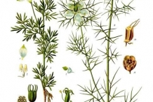 Illustration-of-Black-cumin-plant
