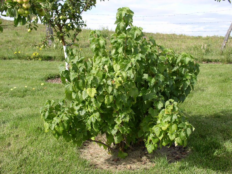 Black-currant-plant-gadellier noir