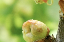 Black-currant-buds-Quincy berries