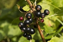 Black-currant-fruit-Groseille Noir