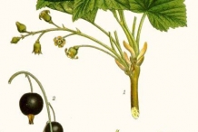Black-currant-illustration-Ribes Nero
