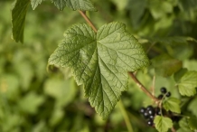 Black-currant-leaves-svart vinbär