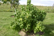 Black-currant-plant-gadellier noir