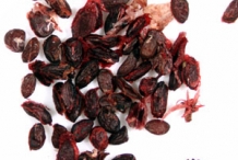 Black-currant-seeds-chop moi