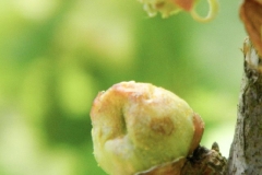 Black-currant-buds-Quincy berries