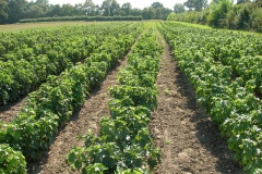 Black-currant-farm-Gadelier Noir