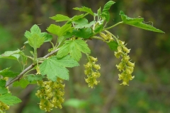 Black-currant-flower-Grosella Negra