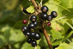 Black-currant-fruit-Groseille Noir