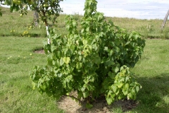 Black-currant-plant-gadellier noir