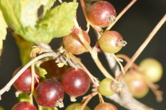 Black-currant-unripe-crni ribiz